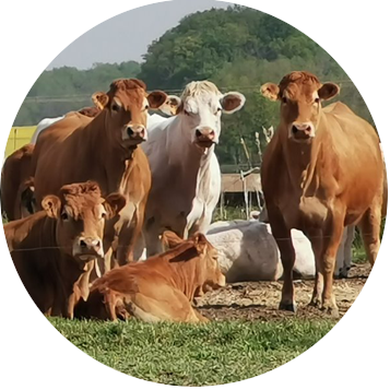 autonomie alimentaire - animaux nourries sur l'exploitation