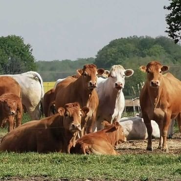 les vaches en pâturage à vallière