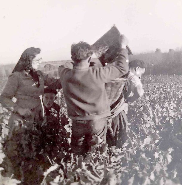 Simone Suet aux vendanges à la ferme des monnaies vallières