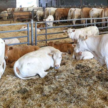 vache foin ferme turbeaux