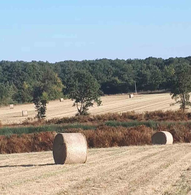 Les vaches et veaux sont élevés et nourris à la ferme et vivent en pâture presque toute l'année