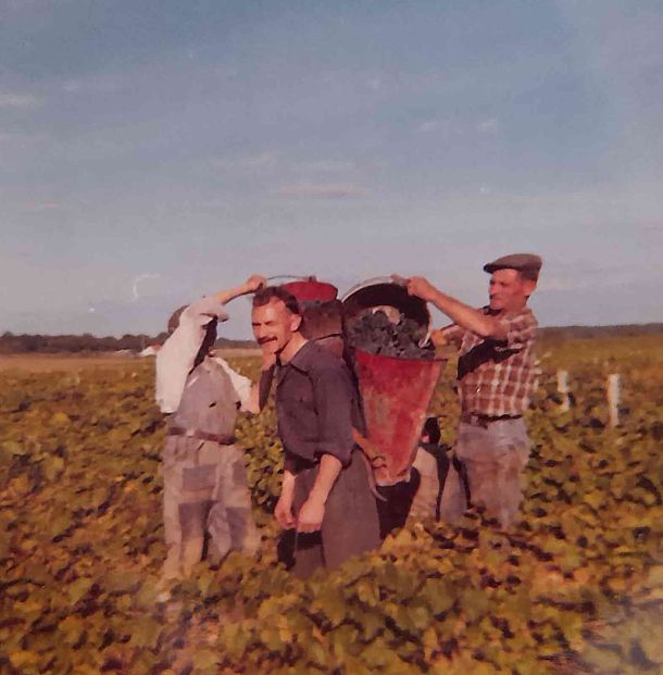 photo de vendange à Vallières les grandes, une sacré époque