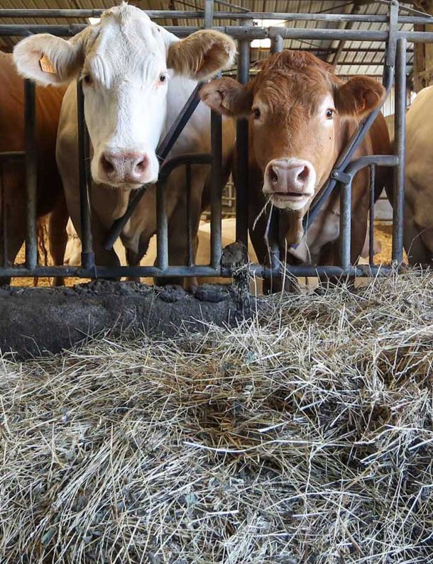 élevage de limousines dans l'exploitaiotn Tubeaux à Vallières les grandes